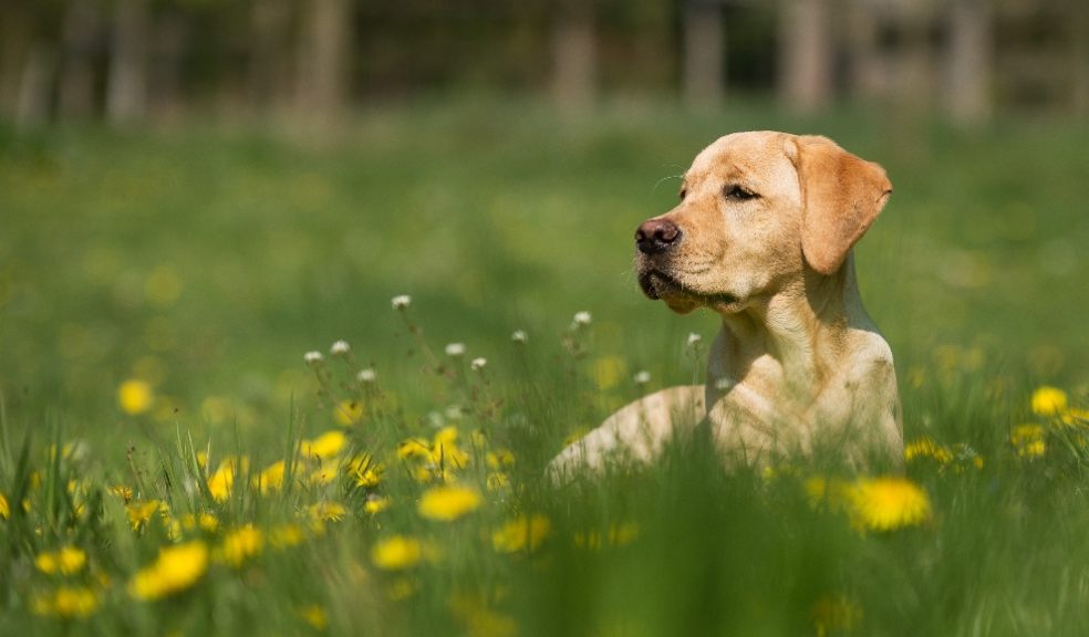 nine helpful ways to help protect pets from the dangers of an enclosed outdoor space