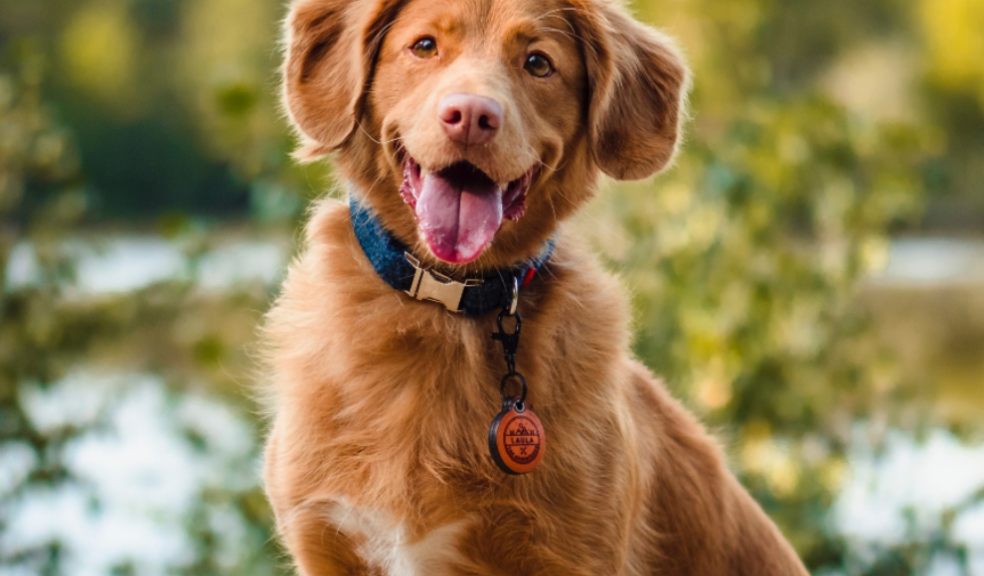 How to capture the perfect pet picture How to capture the perfect pet picture