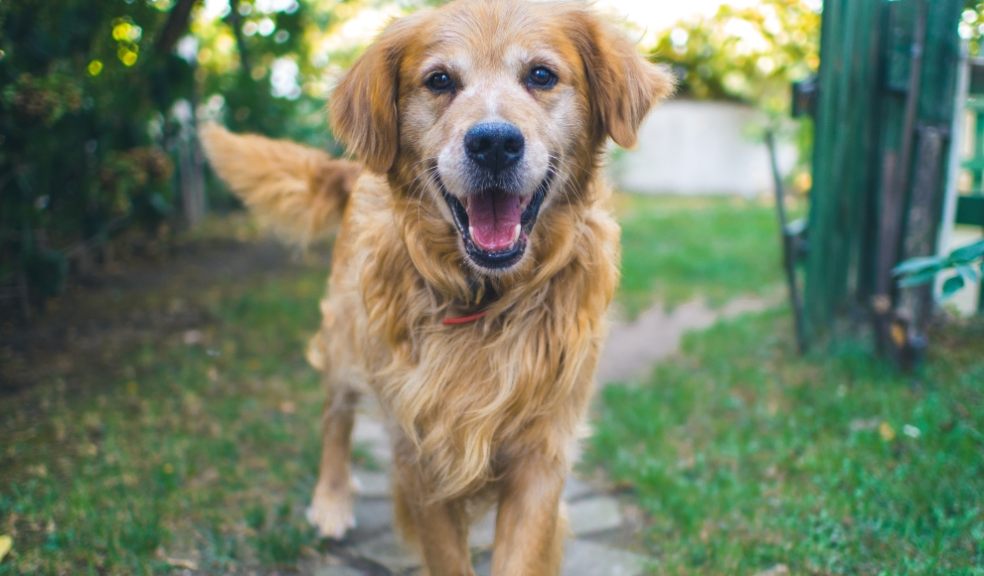 Failing to correctly collar your dog could result in severe consequences