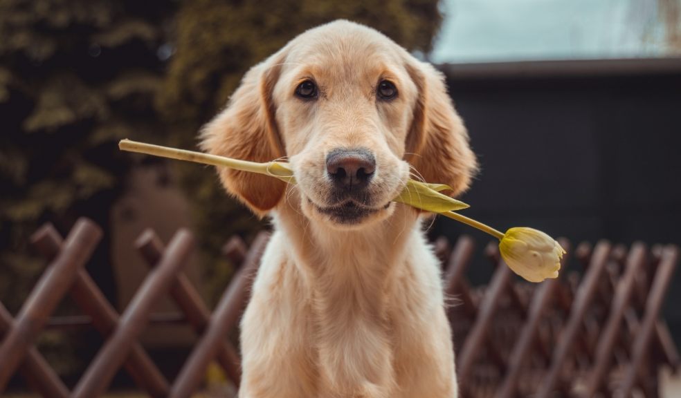 dog owners proudly admit that their dog is their best friend