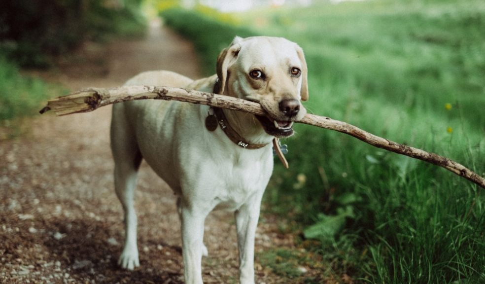 Top dog-friendly botanic gardens