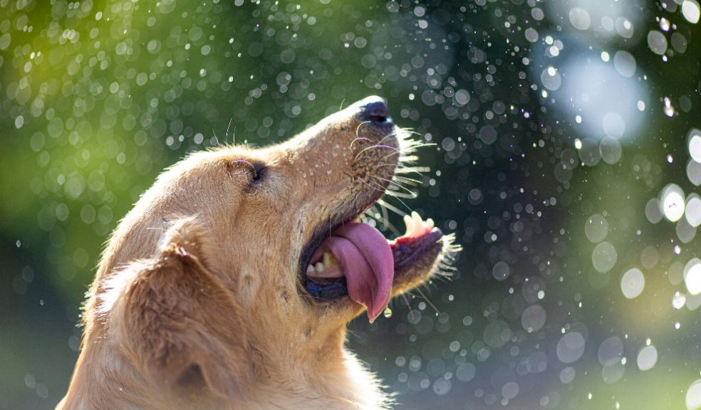A dog being showered with water in the heat