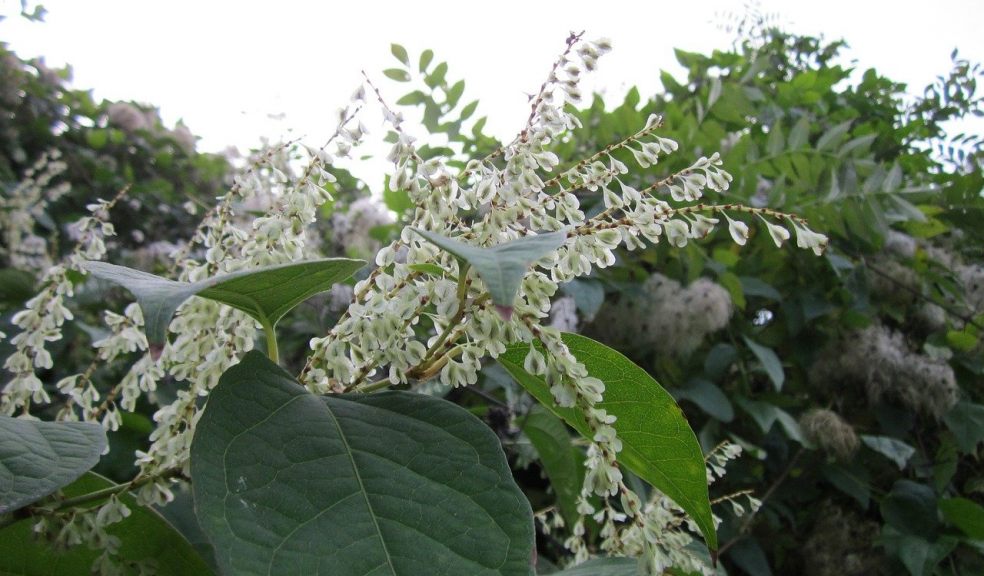 Japanese knotweed Japanese knotweed