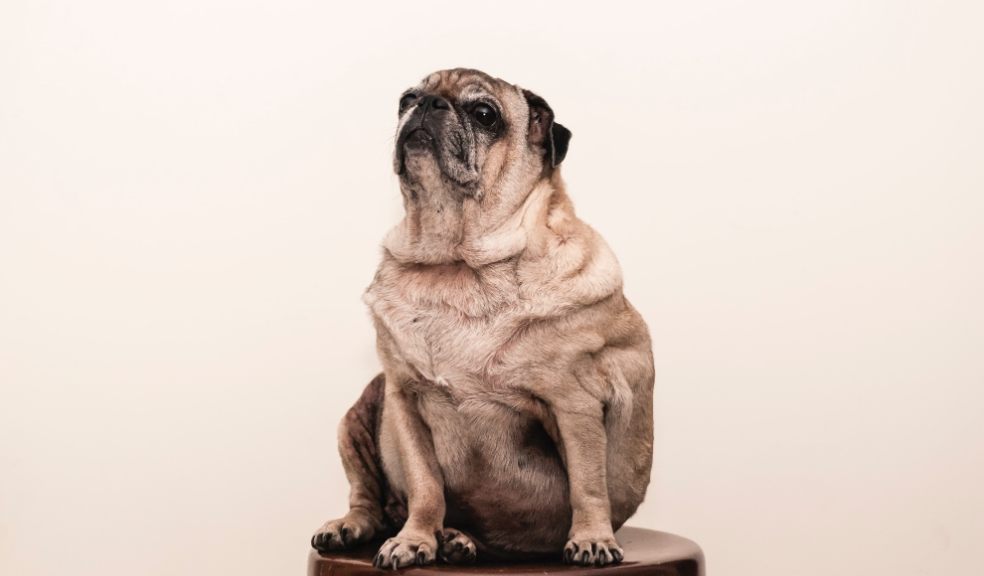 Obese dogs have shortened life span by up to a year 