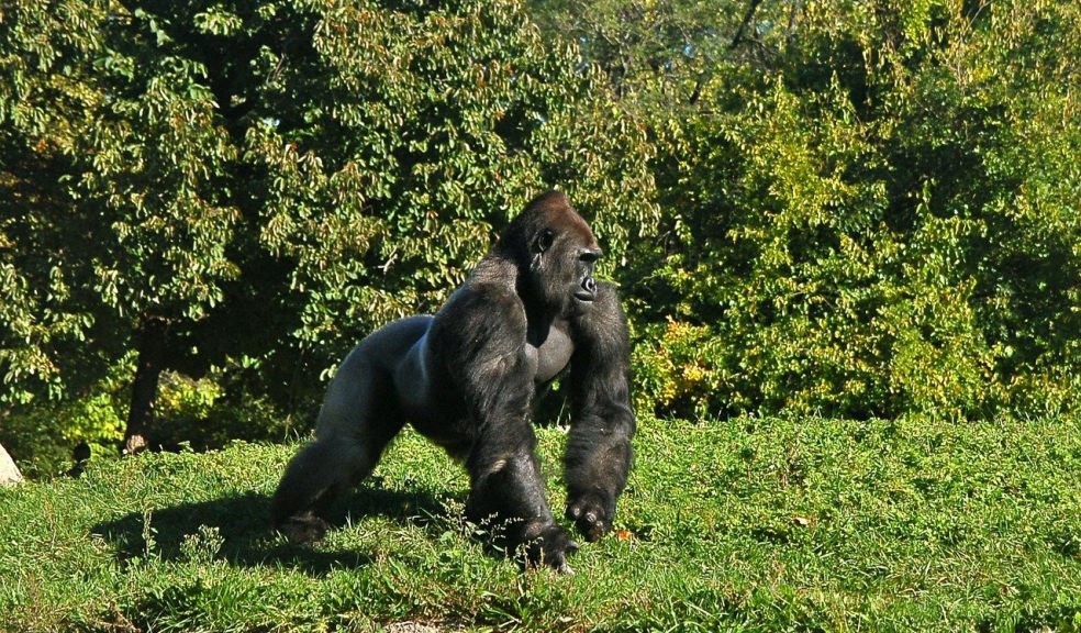 Gorilla trekking