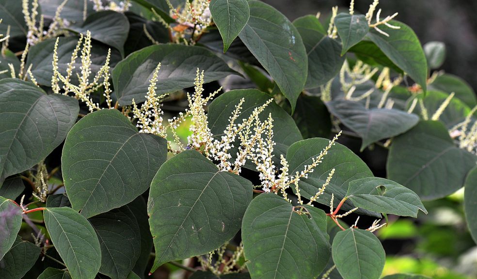 knotweed