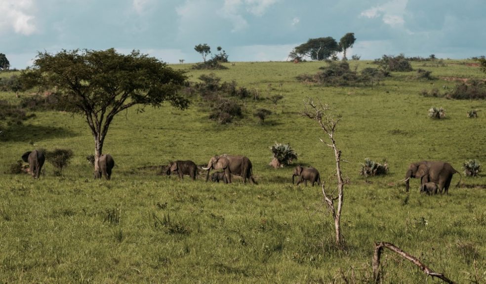 Elephants at Murchison Falls National Park