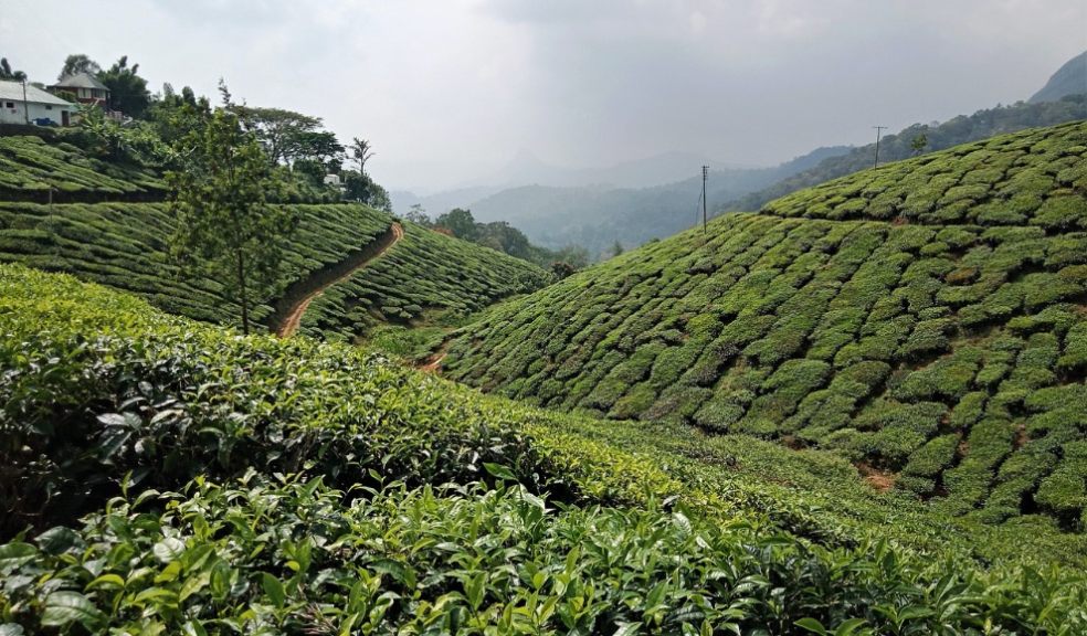 Munnar tea plantation