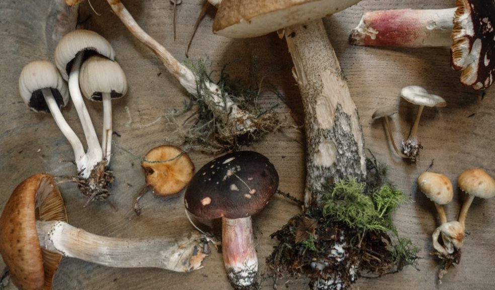 Getting vitamin D from natural food sources such as mushrooms during winter months