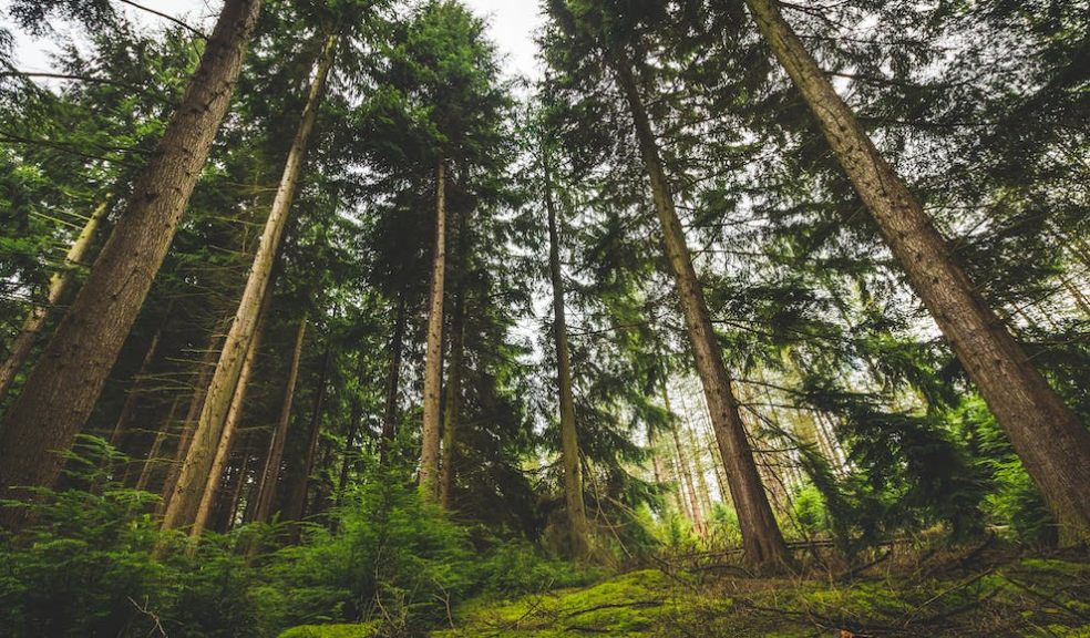 Environmental sustainability addresses the crucial need to protect and preserve our natural environment.