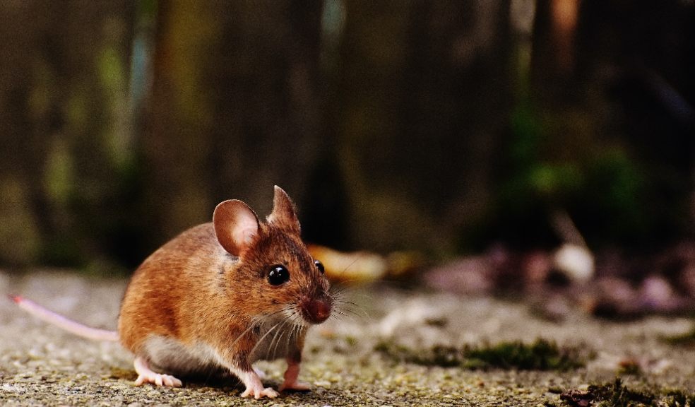 Top tips for keeping rodents at bay