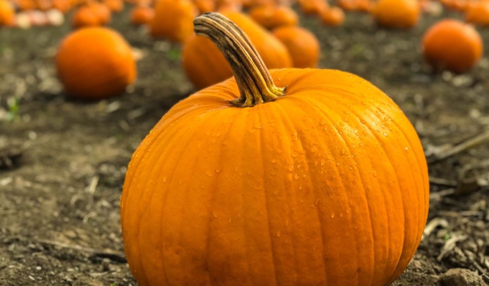 Approximately 15.8 million pumpkins go to waste after being carved and are often discarded.