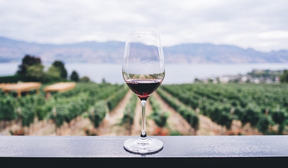 Glass of red wine with view of vineyard