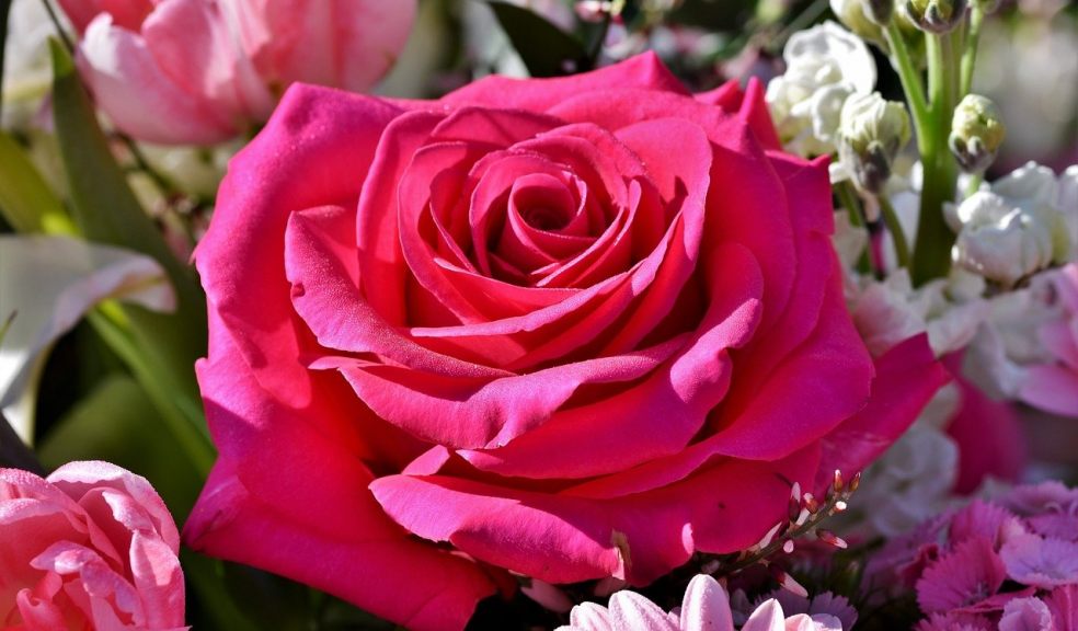 Flowers & Plants Co Flowers & Plants Co