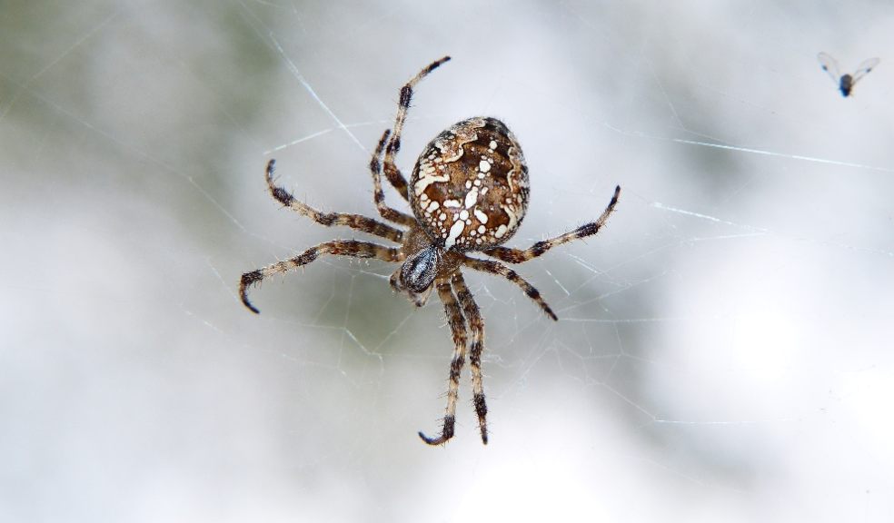 Spiders have an aversion to the taste of chalk.