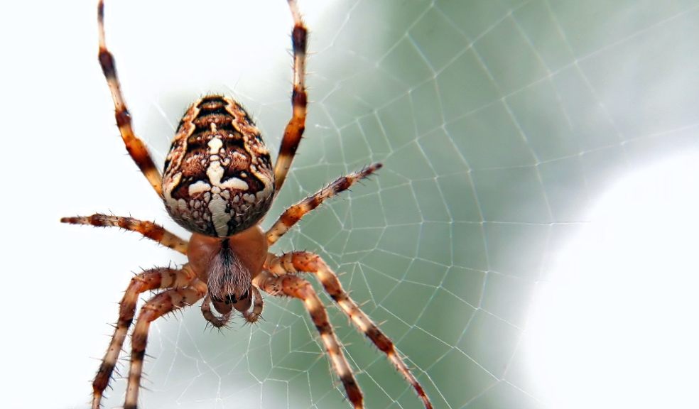 During the autumn months, spiders are searching for places to keep warm and sheltered