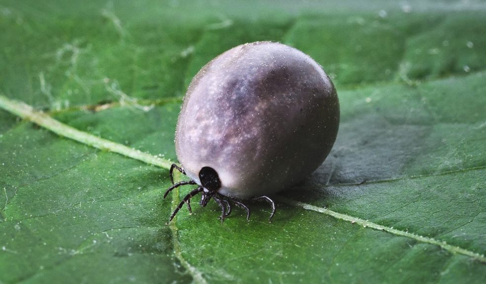 Ticks are carriers of a range of diseases, the most prominent of which is Lyme Disease