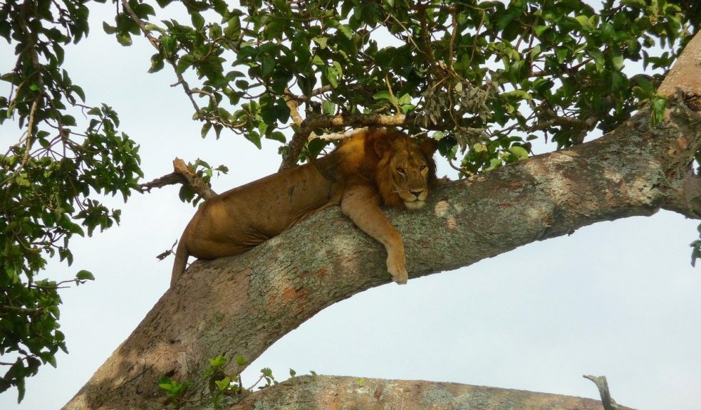 You will see lions at Kidepo valley national park