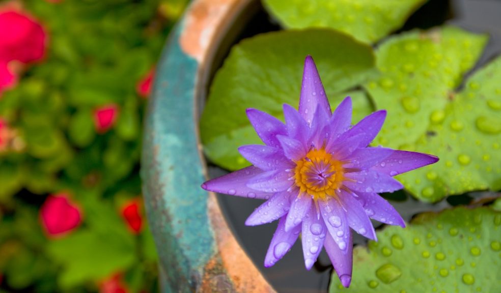 water flower feature for garden