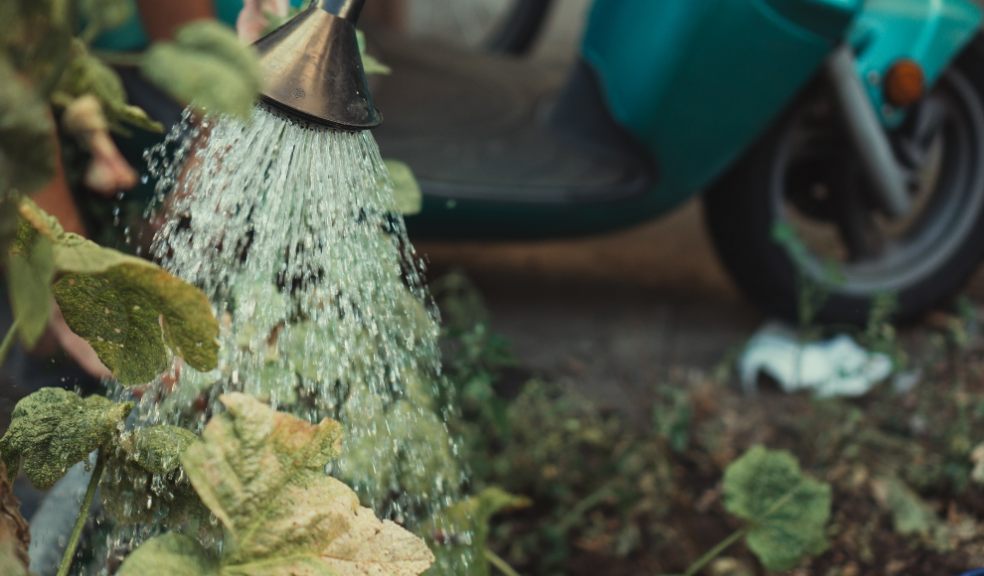 list of the best plants and veggies to sow in UK gardens right now