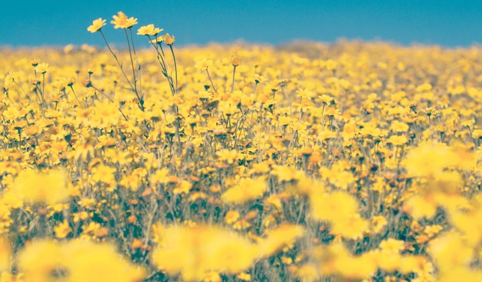 The UK is suffering a biodiversity crisis, as we have lost 97% of our wildflower meadows