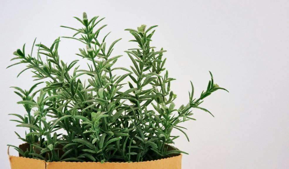 Rosemary can help deter flies A pot containing Rosemary