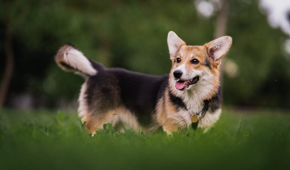 The Queen's Corgis have their menus composed a month in advance by canine experts