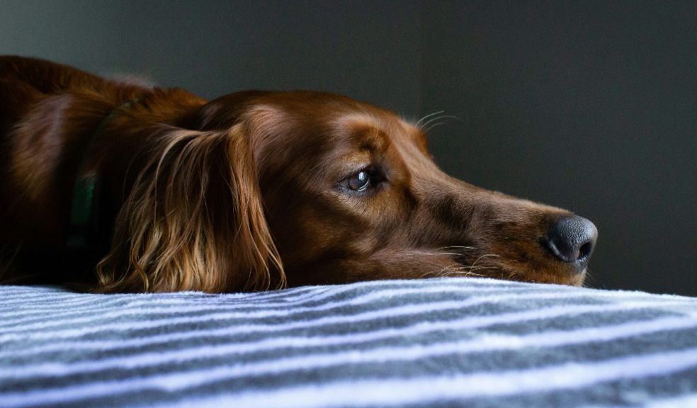 Consider your dog’s comfort and safety in these chilly winter temperatures. Consider your dog’s comfort and safety in these chilly winter temperatures.