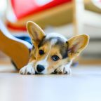 The UK offers some ideal places to visit for anxious dogs An anxious dog hiding near furniture