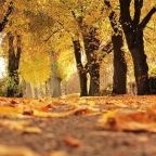Dog owners are being urged to stay vigilant on autumn walks