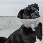 Pet owners have been hit in the pocket 