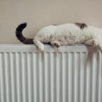Experts warn you should check your boiler in the summer months.jpg A cat on a household radiator