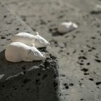 A picture showing pot mice on concrete steps
