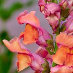 Snapdragons are fun for kids Snapdragons