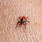 A tick on someone's hand