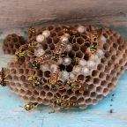 At this time of year, wasps will be looking for somewhere to nest A wasps nest being built