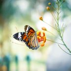 Reduce stress by counting butterflies
