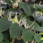 knotweed