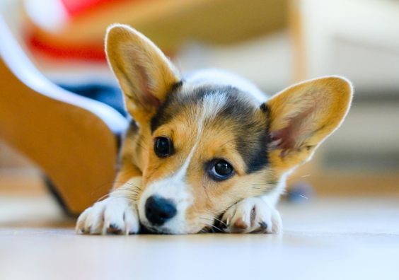 An anxious dog hiding near furniture