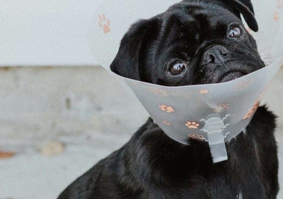 Pet owners have been hit in the pocket 