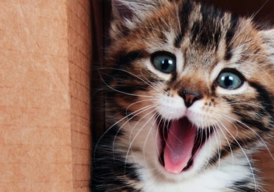 How much do you really know about cats? (iStock/PA) How much do you really know about cats? (iStock/PA)