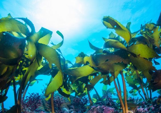 Seaweed underwater Seaweed underwater