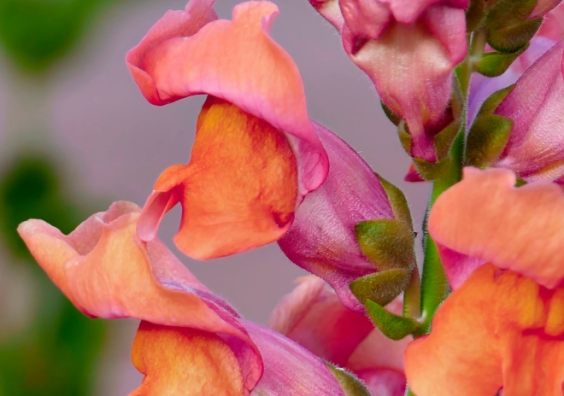 Snapdragons 
