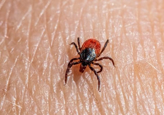 A tick on someone's hand