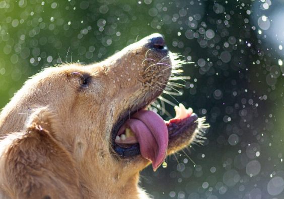 A dog being showered with water in the heat