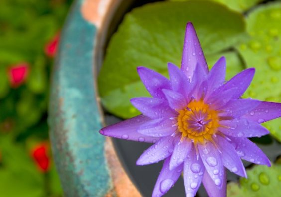 water flower feature for garden water flower feature for garden