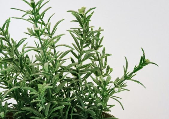Rosemary can help deter flies A pot containing Rosemary