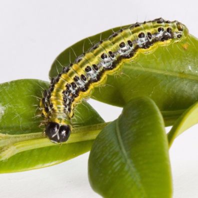 Boxtree-caterpillar-RHS-gardens-pest-critter