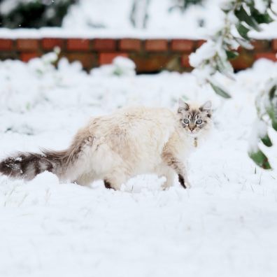 How to keep your pets warm this winter