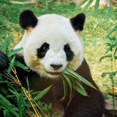 Cute panda eating bamboo on Zoocam